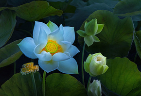 ������, �����, ������, ������