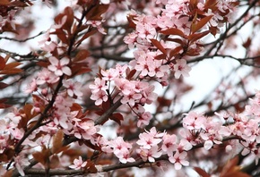 весна, цветы, розовый, ветки