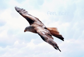 ���, �����, ������, ����