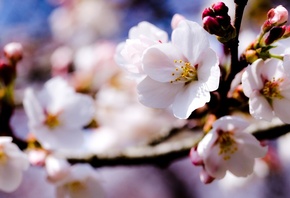 ��������, �����