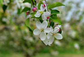 весна, дерево, яблоня, ветка, цветение
