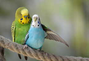 ����� ����, �����, �������, �������, ������