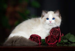 , , , , Ragdoll, , 