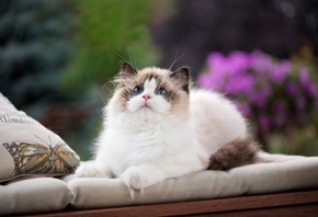 , , , Ragdoll, 