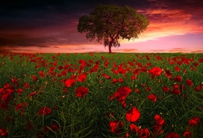 �������, ����, ����, ������, �����, art