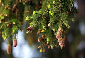 �������, �����, �����, ����, �����