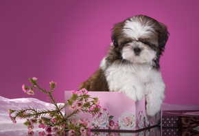 ��������, ������, �����, ��-���, �������, �����