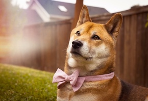 , , , shibainu, -, , , , 