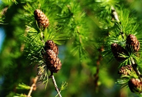 ����� ���� ����, �������, ����, �����