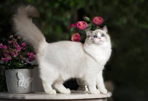 , , , , ragdoll, , 