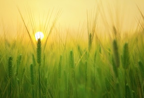 ������, ����, ������ ������, ����