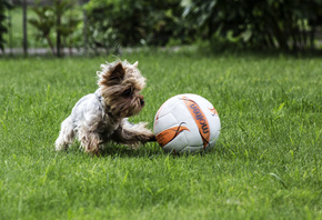 AristovArt, , landscape, nature, , dog