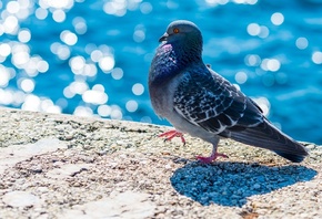 �����, ������