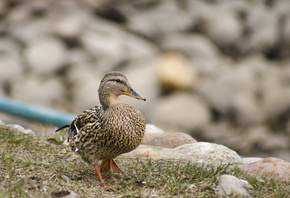 AristovArt, �����, �������, landscape, nature