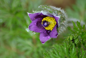 �������, �����, ���������, ��������