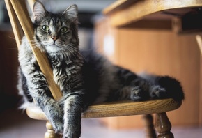 �����, ���, ��������, ����