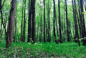 AristovArt, �������, landscape, nature, ���, forest