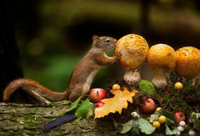 Andre Villeneuve, , , , , , , , 