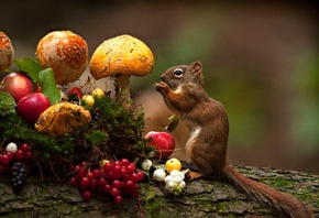 Andre Villeneuve, , , , , , , 