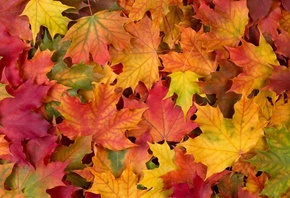 ��������, ������, ���, �����