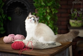 , , , , Ragdoll, , , , 