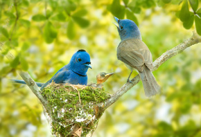птицы мира, природа, птицы, ветки, гнездо, птенец, боке, синий монарх
