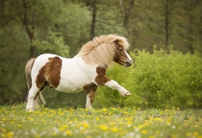 животное, пони, лошадка, природа, лето, трава, цветы