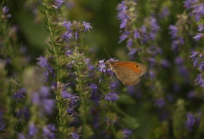 ����, �������, �������, �����, �����, �������