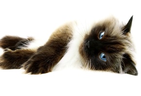 cats, ������� �����