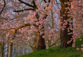природа, весна, цветение, трава, деревья, сакура