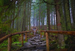 �������, ����, ���, �������, bing