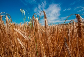 природа, поле, небо, пшеница, рожь