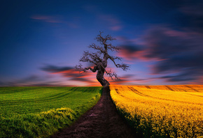 �������, ����, �����, ������, ����, art