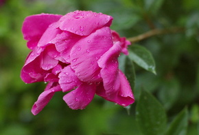 ����, �����, �����, �������