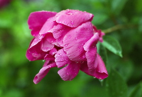 ����, �����, �����, �������