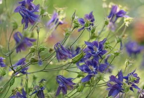 �����, �����, ����, �������