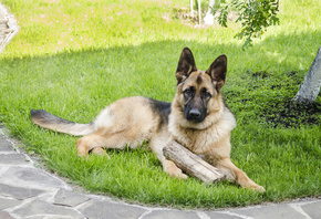 AristovArt, �������, landscape, nature, ������, dog