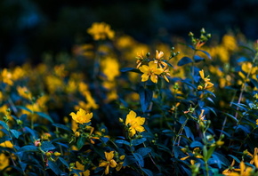 ������� �����, �������