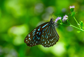 , butterfly, , , 