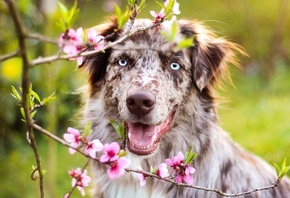 природа, весна, цветение, ветка, цветы, животное, собака, пёс, морда, аусси ...