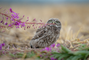 Tanja Brandt,  , , , , , , ,  ...