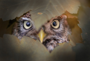 Tanja Brandt,  , , , , , , 