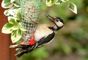 ����� ����, �����, �����, ������, ��������