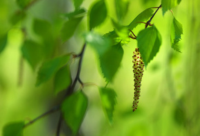 �������, �����, �����, ������, ������