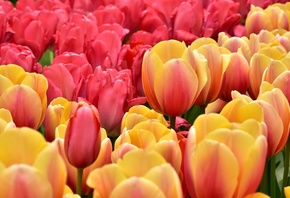 �����, ��������, �����