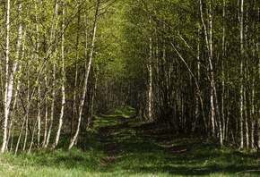 AristovArt, , landscape, nature, forest, wild, tress, 