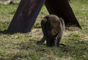 AristovArt, , landscape, nature, wild, wildlife, beautiful, , ...