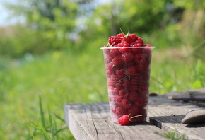, , , , , , , ̳, , Nature, maple, tree, bench, circle, circle, plum, minimalism, grass, Bart, , ˳, , Plastic cup
