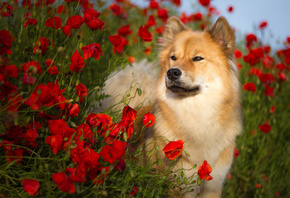 Birgit Chytracek, животное, собака, пёс, Евразиер, Ойразиер, природа, лето, цветы, маки