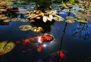 ����, ����, ����